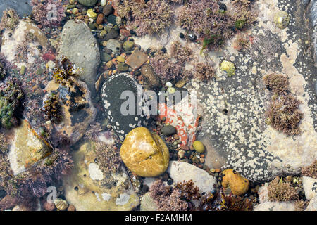 Gesprenkelte Kieselsteinen und Algen in einem Rock Pool an der Küste von Northumberland Stockfoto