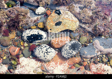 Gesprenkelte Kieselsteinen und Algen in einem Rock Pool an der Küste von Northumberland Stockfoto