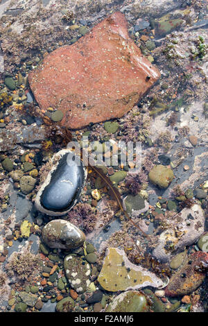 Gesprenkelte Kieselsteinen und Algen in einem Rock Pool an der Küste von Northumberland Stockfoto