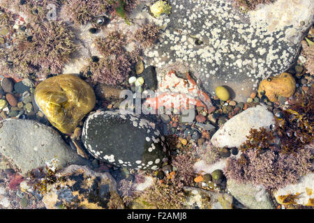 Gesprenkelte Kieselsteinen und Algen in einem Rock Pool an der Küste von Northumberland Stockfoto