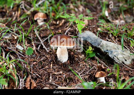 frische Pilze im Unterholz Stockfoto