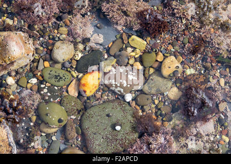 Gesprenkelte Kieselsteinen und Algen in einem Rock Pool an der Küste von Northumberland Stockfoto