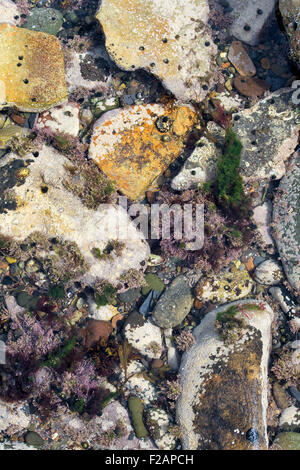 Gesprenkelte Kieselsteinen und Algen in einem Rock Pool an der Küste von Northumberland Stockfoto