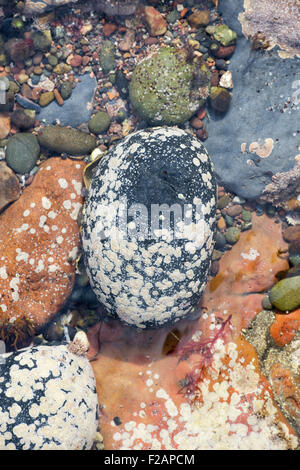 Gesprenkelte Kieselsteinen und Algen in einem Rock Pool an der Küste von Northumberland Stockfoto