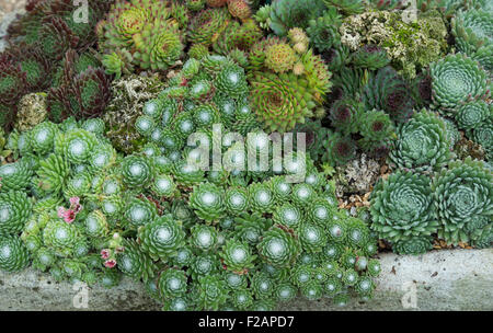 Sempervivum. Hauswurz-Sorten in einem Steintrog Stockfoto