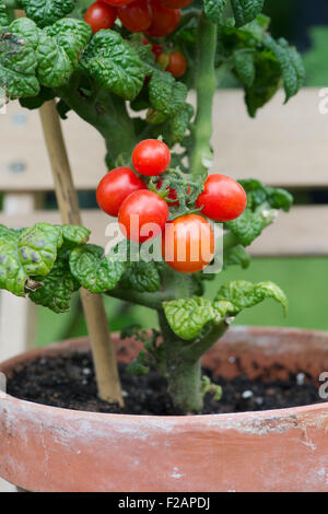 Lycopersicon esculentum. Zwerg Tomate "patio Pflaume 'F1 auf der Rebe in einem Blumentopf Stockfoto