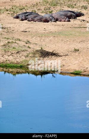 Südafrika, Kruger Bezirk, Flusspferde entlang des Letaba Flusses Stockfoto