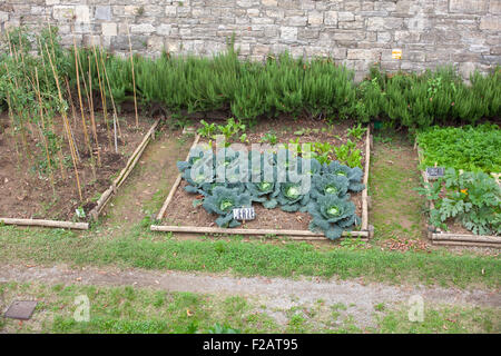 Kohl und Salate in einem Gemüsegarten Stockfoto