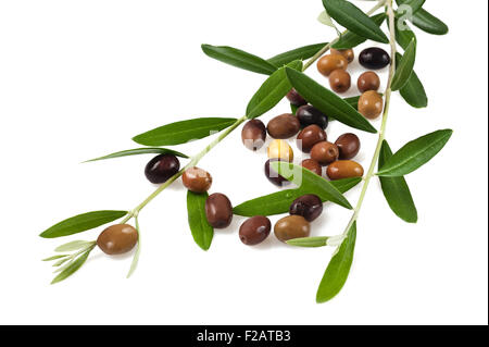 Zweig mit Oliven, isoliert auf weiss Stockfoto