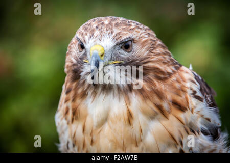 Rot - angebundener Falke, Buteo jamaicensis Stockfoto