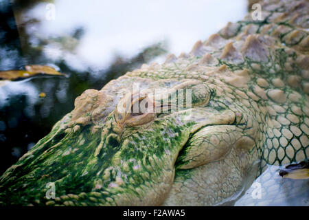 Albino Alligator in den everglades Stockfoto