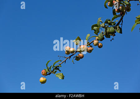 Eine einzige Zweigstelle der wilde Apfelbaum gegen ein strahlend blauer Himmel. Stockfoto