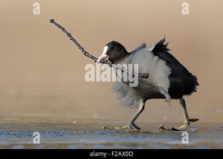 Fulica Atra / schwarz Coot / Blässhuhn / Blaessralle tragen einen Zweig während des Gehens Wirth große Füße auf Eis. Stockfoto