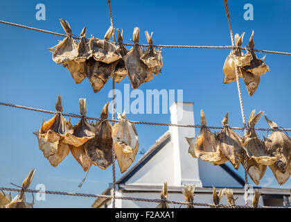 Getrocknete Fische - Scholle oder Stockfisch - hängend auf einer Leitung an der frischen Seeluft, Liseleje, Dänemark Stockfoto