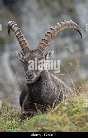 Männlicher wilder Alpensteinbock / Capra Steinbock / Steinbock / Alpensteinbock in wunderbaren Hochgebirgen, Tierwelt, Europa. Stockfoto
