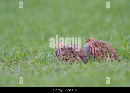 Graue Rebhühner / Rebhuehner (Perdix Perdix) sitzen in ihrem typischen Lebensraum von Winterweizen. Stockfoto