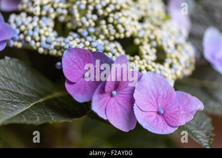 Nahaufnahme von lila Hortensie flowerhead Stockfoto