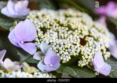 Nahaufnahme von lila Hortensie flowerhead Stockfoto