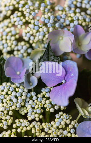 Nahaufnahme von lila Hortensie flowerhead Stockfoto