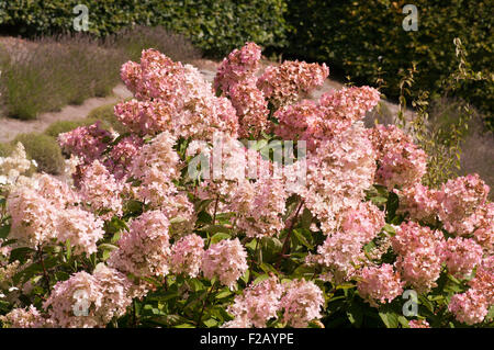 Rosa und weiße Hortensie Blumen Stockfoto