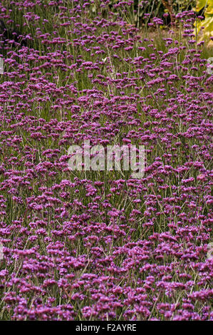 Lila Verbena Bonariensis argentinisches Eisenkraut Stockfoto