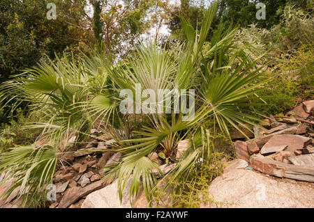 Zwerg Zwergpalme Chamaerops Humilis Stockfoto