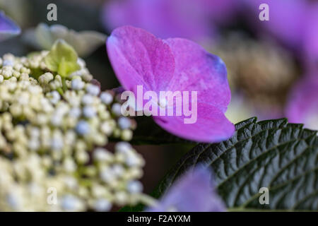 Nahaufnahme von lila Hortensie flowerhead Stockfoto