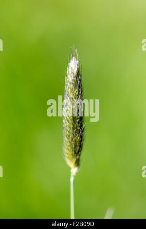 Grünen Rasen Seedhead (Timothy Phleum Pratense) Stockfoto