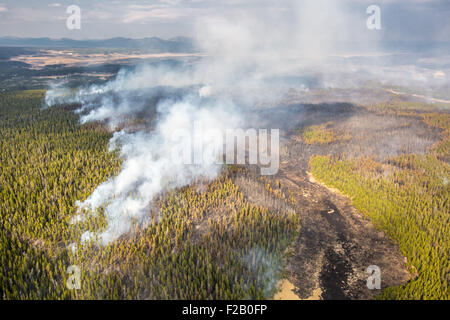 Fichte Feuer brennt im Yellowstone National Park 14. September 2015 in Yellowstone in Wyoming. Der Blitz verursacht Feuer wächst weiter und hat bereits 2.100 Hektar Wald verbrannt. Stockfoto