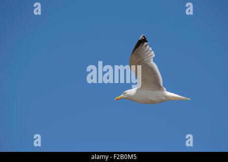 Fliegende Möwe gegen blauen Himmel Stockfoto