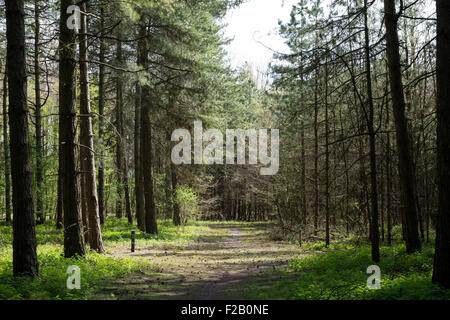 Forrest Bäume mit Pfad in der Mitte Stockfoto