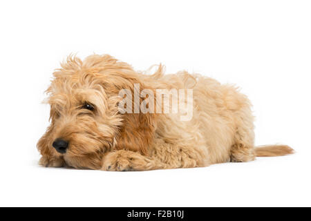 Vier Monate alten Cockapoo Welpen Verlegung mit weißem Hintergrund Stockfoto