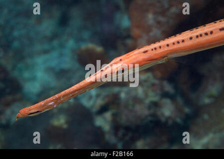 Nahaufnahme einer Trompetenfisch im Karibischen Meer um Bonaire. Foto V.D. Stockfoto