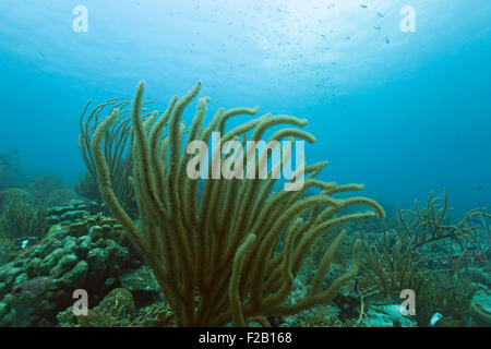 Giant Sea Rod (Plexaurella nutans) in das Karibische Meer. Foto V.D. Stockfoto