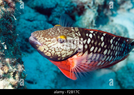 Papageienfische im Karibischen Meer um Bonaire. Papegaaivis. Foto V.D. Stockfoto