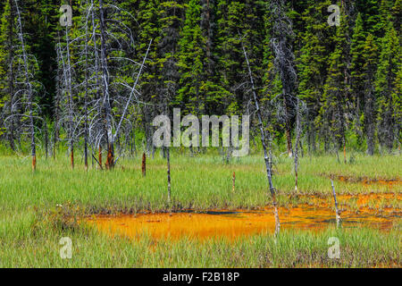 Ocker gefärbt Farbtopf, Kootenay National Park, Britisch-Kolumbien, Kanada. Stockfoto