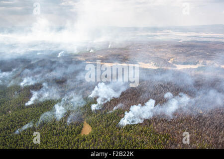 Fichte Feuer brennt im Yellowstone National Park 14. September 2015 in Yellowstone in Wyoming. Der Blitz verursacht Feuer wächst weiter und hat bereits 2.100 Hektar Wald verbrannt. Stockfoto