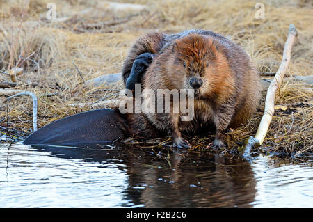 Ein wilder Biber "Castor-Canadenis", sitzt auf der Bank sein Fell mit seinen hinteren Fuß Pflege Stockfoto