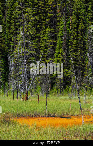 Ocker gefärbt Farbtopf, Kootenay National Park, Britisch-Kolumbien, Kanada. Stockfoto