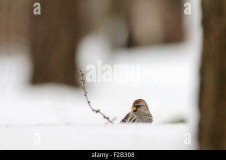 Winter-Redpoll in Schneewehe Stockfoto