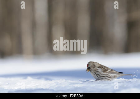 Winter-Redpoll in Schneewehe Stockfoto
