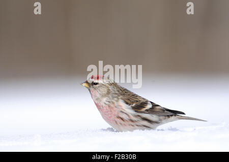 Winter-Redpoll in Schneewehe Stockfoto