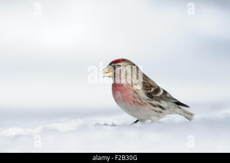 Winter-Redpoll in Schneewehe Stockfoto