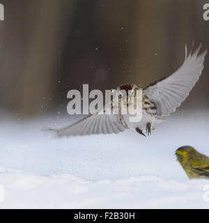 Redpoll über Erlenzeisig in Schneewehe zu fliegen Stockfoto