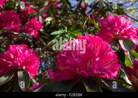 Rhododendron-Blütenstand Stockfoto