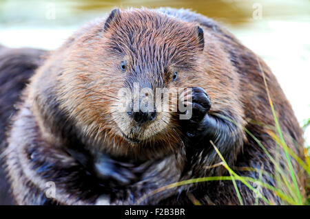 Ein wilder Biber 'Castor canadensis', der auf dem Ufer sitzt und das Fell auf seinem Gesicht mit seiner Vorderpfote gärt Stockfoto