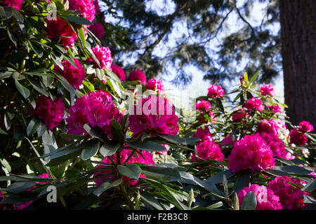 Blühenden Rhododendron Stockfoto