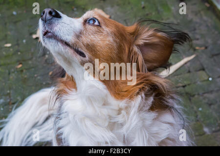 Hund, posiert mit seinem Kopf in der Luft Stockfoto