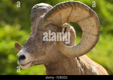 Eine Nahaufnahme der Seitenansicht eines felsigen Berges, die Bighorn ram, Orvis Canadensis; zeigt die Jahresringe in die Locke sein horn Stockfoto