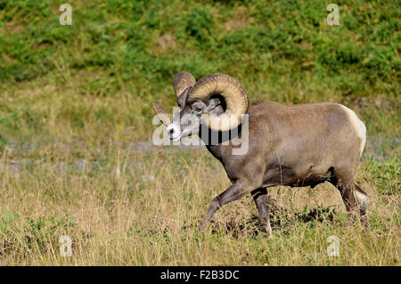 Eine Seitenansicht, dass wilde Bighorn ram Orvis Canadensis; mit langen Hörnern zu Fuß entlang einer Bergseite mit üppiger vegetation Stockfoto